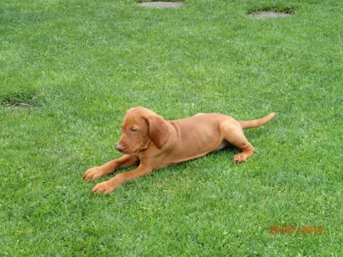 Prod�m �t�n� ma�arsk�ho oha�e kr�tkosrst�ho