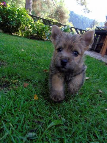 Norwich terier-�t��ata