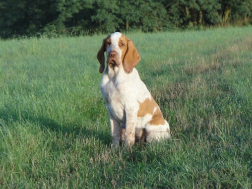 Italsk� oha� �t�n� fenka s PP