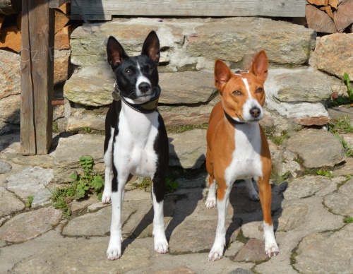 �t�n� basenji