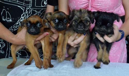 Grifonek belgick�, brabant�k a bruselsk� �t���tka fenky s pp