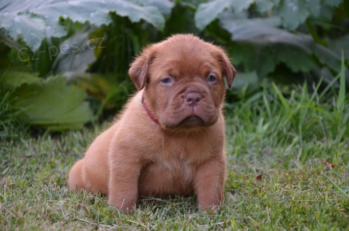 �t��ata na pro