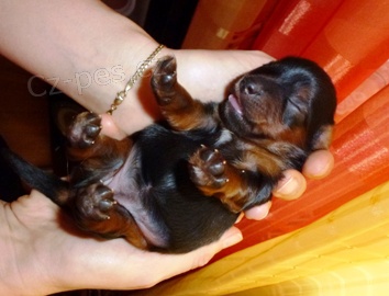 Jork��rsk� teri�r s PP (yorkshire terrier) � voln� fene�ka.