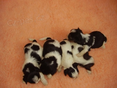 Biewer yorkshire terrier - �t���tka s PP