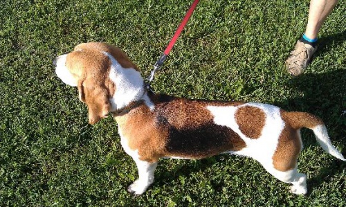 Prod�m fenku b�gla