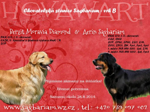 Hovawart - zad�me �t���tka s PP