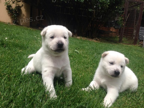 Kishu (Goro b�l� pes)