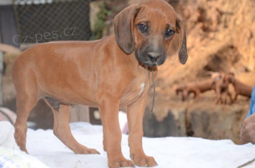Rhod�sk� ridgeback - �t��ata s PP