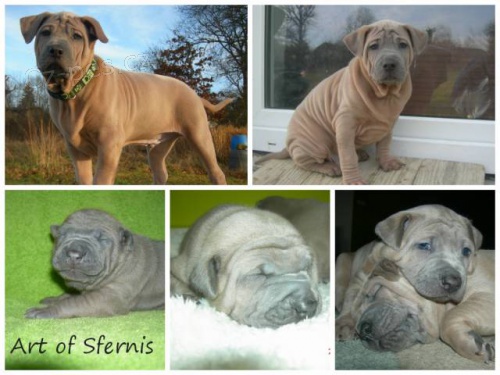 Thajskk� ridgeback s PP