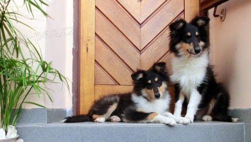 Kolie dlouhosrst�