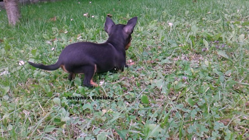 Pra�sk� krysa��k s PP