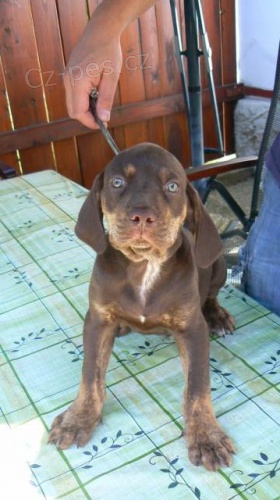 Prod�m �t��ata Louisi�nsk�ho leopard�ho psa