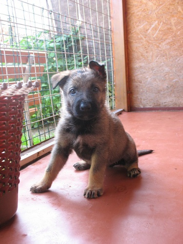 N�meck� ov��k �t��ata s PP