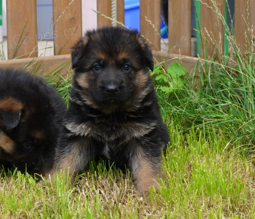 �t���tka n�meck�ho ov��ka