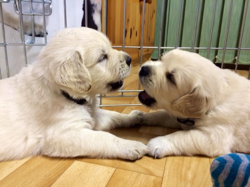 �T���TKA � ZLAT� RETRIEVER s PP 