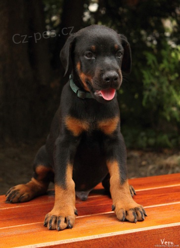 dobrman - �t��ata