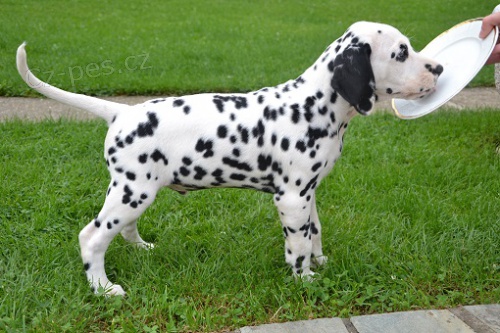 Dalmatin �t�n�