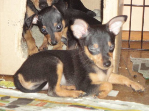 Pra�sk� krysa��k s PP