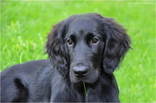 �t�n� Flat Coated Retriever/Retr�vr
