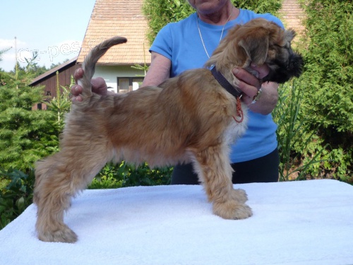 �t�n� Irish Soft Coated Wheaten Terrier