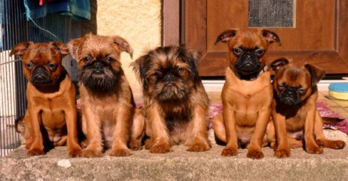 Grifonek a brabant�k