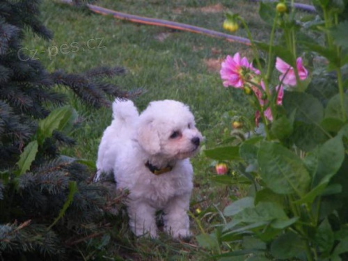 Bi�onek frise - pejsek s PP