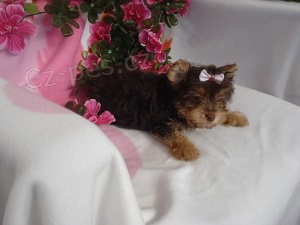 Jork��rsk� teri�r v �okol�dov� barv� s PP