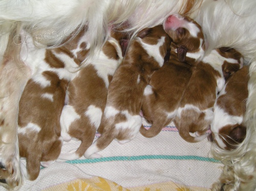 Prod�m �t��ata wel��pringr�pan�la