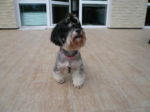 HLED� SE ZTRACEN� FENKA HAVANSK�HO PS�KA-JUDITKA