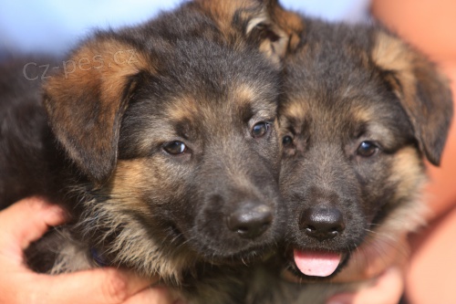 Zad�me �t��ata NO s PP