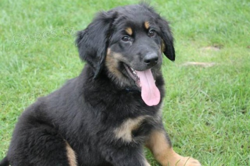 Hovawart s PP- pejsci �ern� se znaky k odb�ru