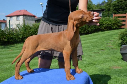 Prod�m �t�n� ma�arsk�ho oha�e kr�tkosrst�ho