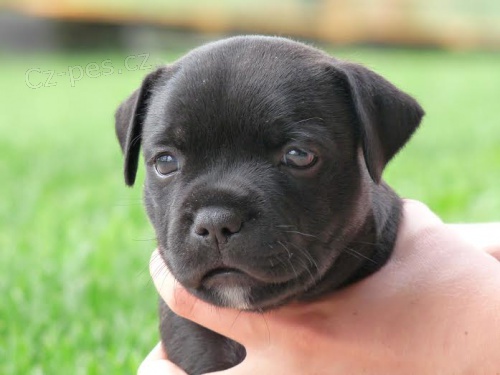 Staford��rsk� Bulterier