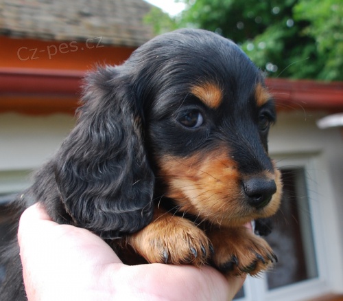 Jezev��k - �ern� pejsek