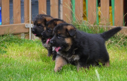 �t���tka n�meck�ho ov��ka