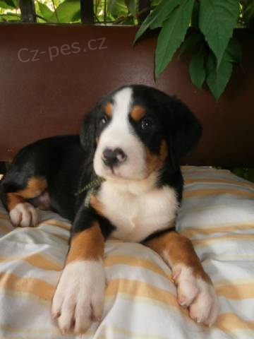 Velk� �v�carsk� sala�nick� pes