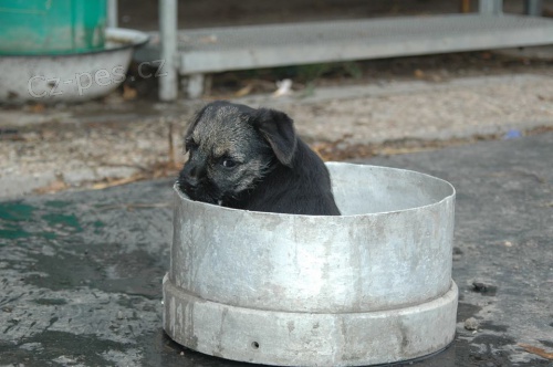 �t��ata Border teri�ra s PP