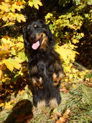 REK, x jezev��k, v�rn� hl�da� a opravdov� p��tel