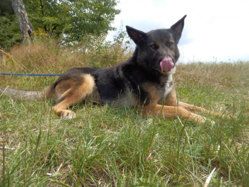 BRITA, N.O. x Bernsk� sala�nick� pes, mazliv� d�ma