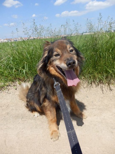 M͊A, kastrovan� x N�meck� �pic