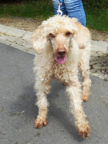 FELIX, st�edn� pudl = kudrnat� �t�st�, kastrovan�