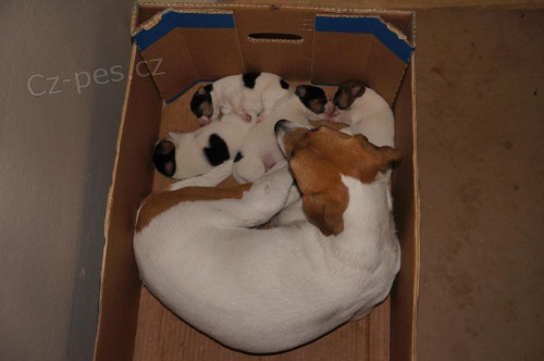 Kr�sn� �t��ata Parson Russel Teri�r