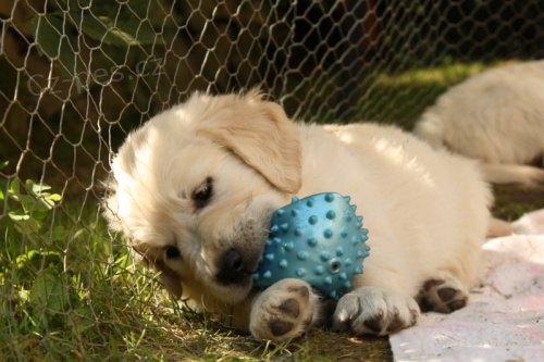 �T���TKA � ZLAT� RETRIEVER s PP - chlape�ek