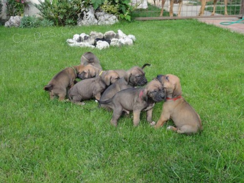 �TE�AT� FILA BRASILEIRO - 100% �ISTOKRVN�