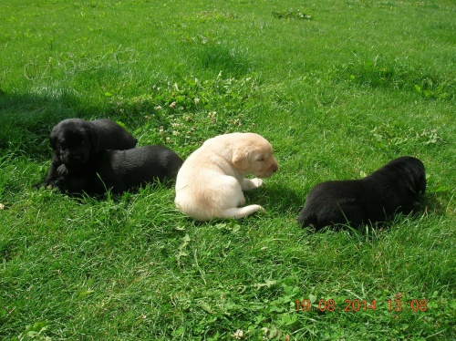 �t�n�tka labradora