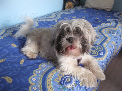 shih tzu - kryt�