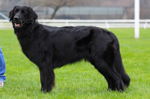 hovawart �t���tka s PP, v�born� hl�da� a mil��ek rodiny. -