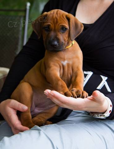 Rhod�sk� ridgeback - �t���tka s PP