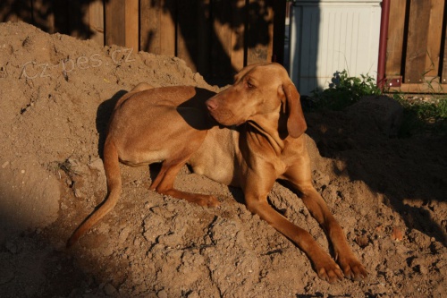 Hled�m psa na kryt� feny ma�arsk�ho oha�e - MOK