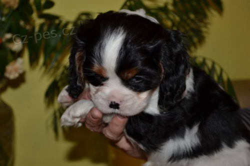 Kaval�r King Charles �pan�l